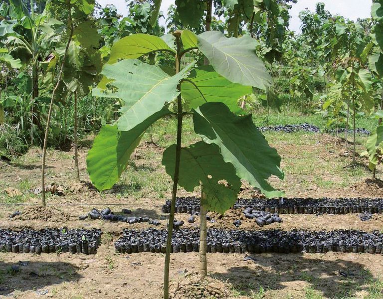 Ploß | Hohe Qualität Plantage